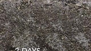 20 Days in 20 Seconds - Radish