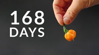 Growing YELLOW HABANERO Time-lapse