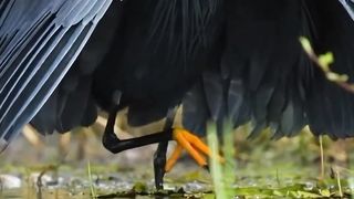 The black heron