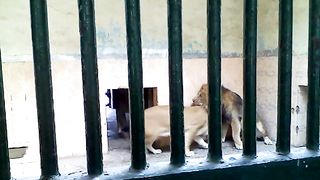 Bahawal pur Zoo