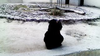 Bear playing
