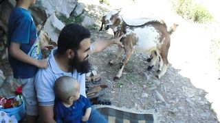 picnic with goats