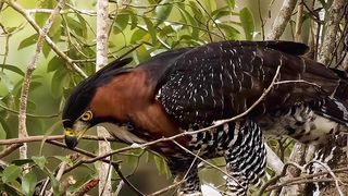One of the most beautiful hawks