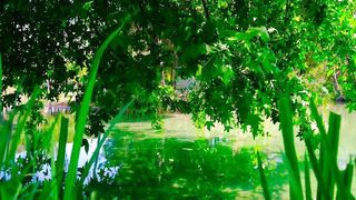 A tranquil mind is the lens through which we see life with clarity and emotional balance – Meditation, Stress Relief, Inner Peace.