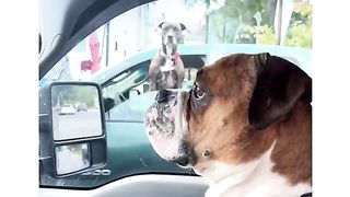 Funny Dog Viral Video 44