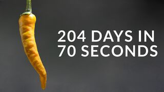 Growing Orange CAYENNE PEPPER Time-lapse