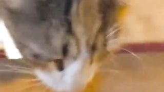 cat following