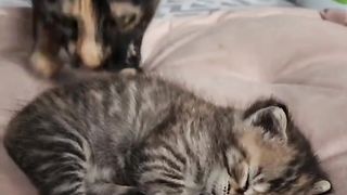 cat sleeping soundly 2