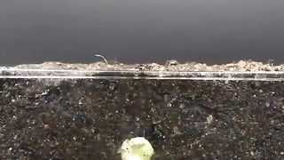30 Days in 43 Seconds - PEA Time-lapse