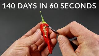 Growing AJI CRISTAL CHILI Time-lapse