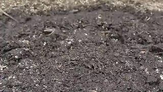 87 Days in 37 Seconds - Baby Eggplant Time-lapse