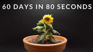Growing DWARF SUNFLOWER Time-lapse