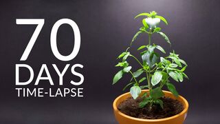 Growing THAI BASIL Time-lapse - 70 Days
