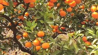 Fruit ???????????? 4