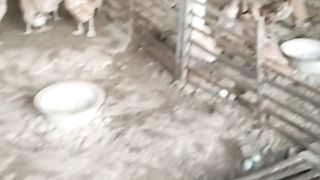 Ternak bebek petelur