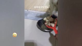 FUNNIEST CAT AND DOG VIDEOS 2023 7
