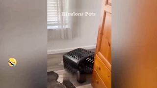 New Funny Animals 2023 ???? Funniest Cats and Dogs ???????? 3