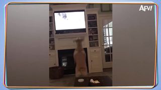 TRY NOT TO LAUGH 12