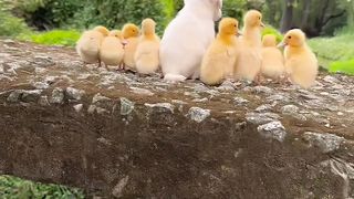 dog and duck