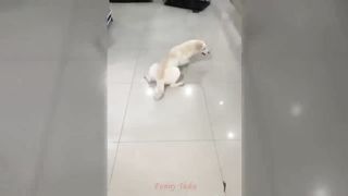 Fun People's Life - Satisfying Funny Videos - Try Not To Laugh !!#14 #funny #awesome
