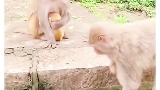 Funny Monkey Viral Video 82