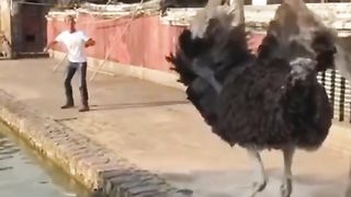 Funny Ostrich Viral Video