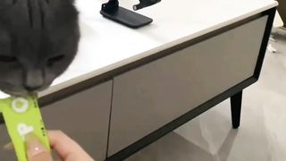 Funny cats 86