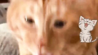 Funny cats 87