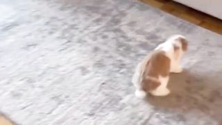Bunny TikTok Compilation | + Bunny care