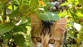 Cats play hide and seek in the park