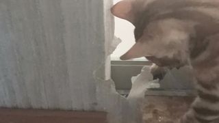 Устранитель деффектов.