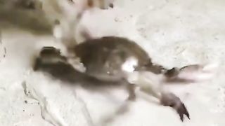 Funny Cat Viral Video 53