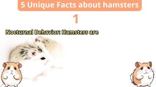 5 Unique Facts about hamster