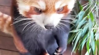 These innocent eyes though
