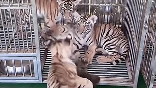 Bear cubs are so brave