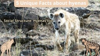 5 Unique Facts about hyena