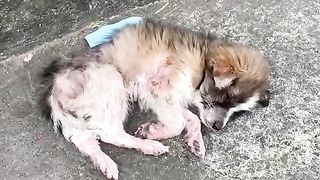 You can't buy love.. But you can rescue it! Beautiful rescue by