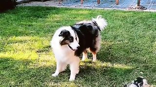 showing us that there are definitely two types of dogs