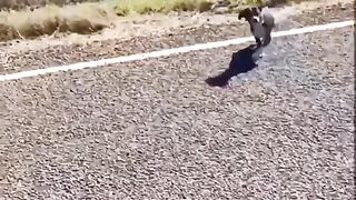 shares a beautiful story of love, friendship & loyalty shown by 2 street dogs