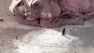Dobby's transformation will warm your heart