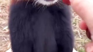 The cutest little red Panda