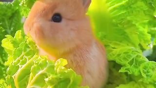 Is this bunny heaven?