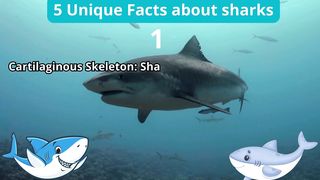 5 Unique Facts about shark