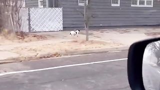 A rescue dog story
