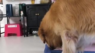 The dog do the same as his master funny dog