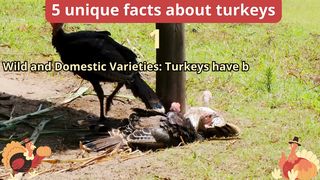 5 Unique Facts about turkeys