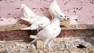 Chapra and moky Low flying beautiful breeder pair