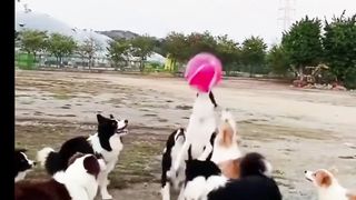 کتے والی بال کھیلتے ہوئے Playing dog volleyball
