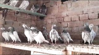 New Breeder chapra pair pigeon beautiful and parvaazi