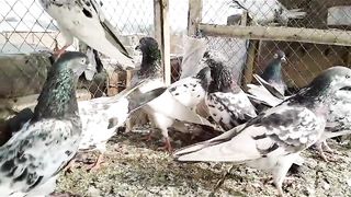 New faroz puri ram puri kamgar blue aye breedar pair pigeon beautiful